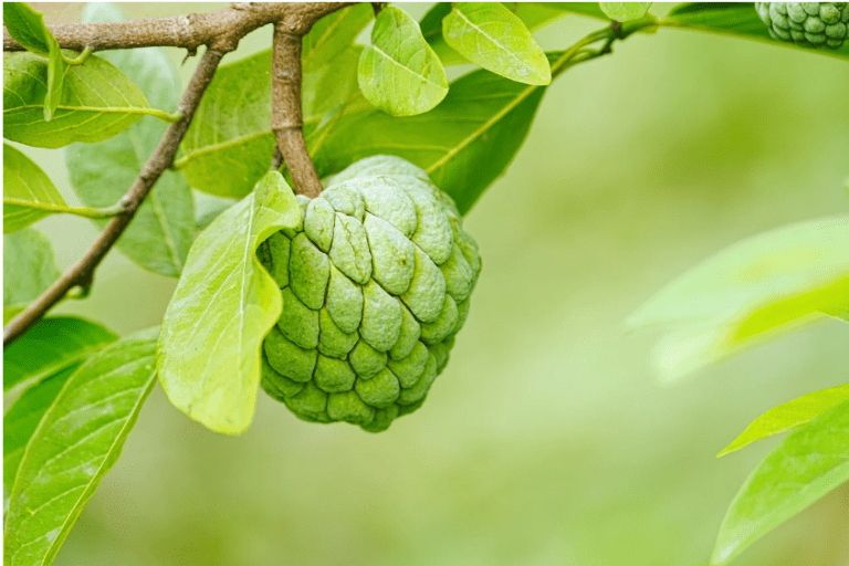 Anoda Fruit: A Sweet Tropical Delight-by Kalani-eLanka