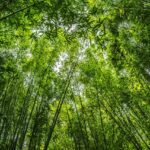 Bamboo Trees-eLanka 01
