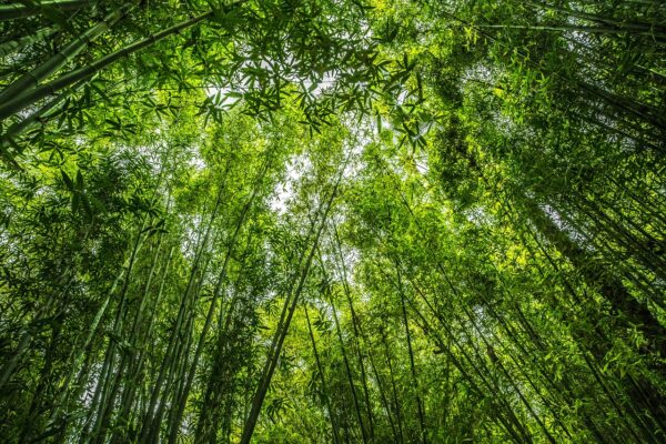 Bamboo Trees-eLanka 01