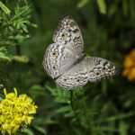 Butterfly-eLanka
