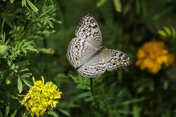 Butterfly-eLanka