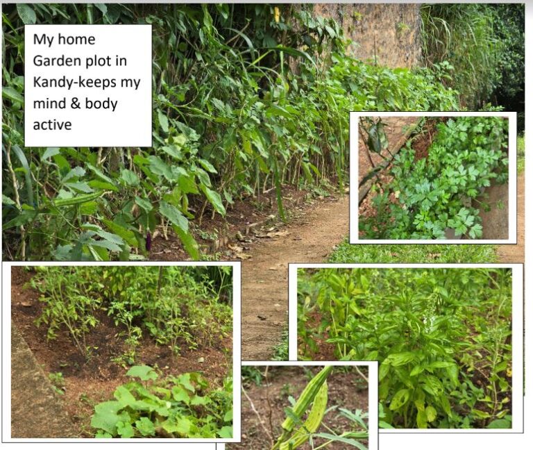 Cultivating Self-Sufficiency: The  Home Garden Movement in Sri  Lanka – Written by Dr Harold Gunatillake (Order of Australia)