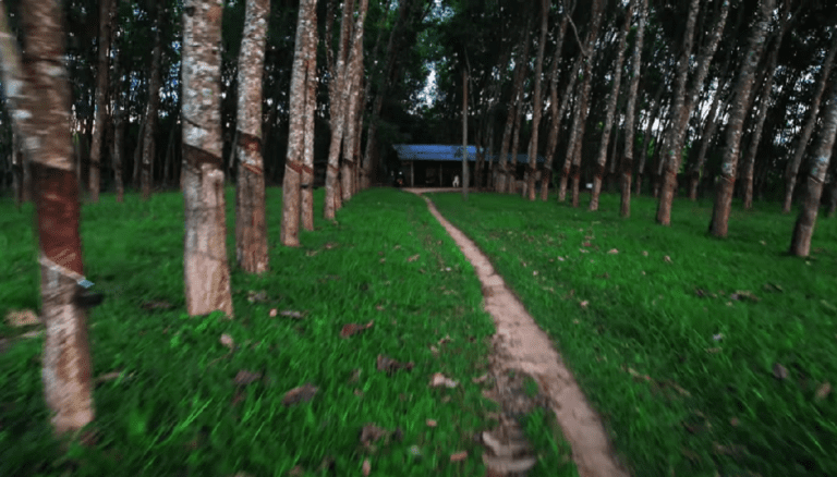 Village Life in Sri Lanka: a day in the life of a Rubber Farmer
