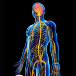 human body systems