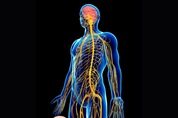 human body systems