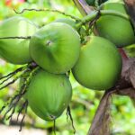 Coconut production-eLanka
