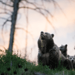 Grizzly bears
