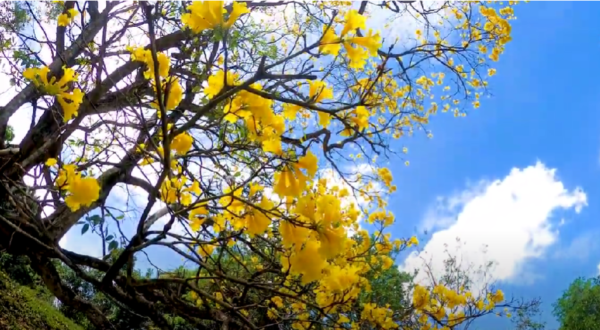 Peradeniya Univeristy-eLanka