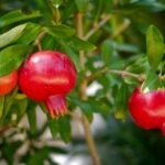 Pomegranate-eLanka