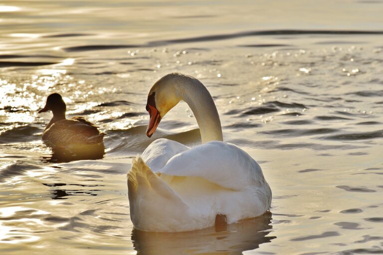 Rice-Duck Integration Hope for Sri Lanka’s smallholder farmers and food security-by Sunil Gamage