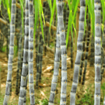 Sugarcane