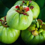 Garcinia cambogia