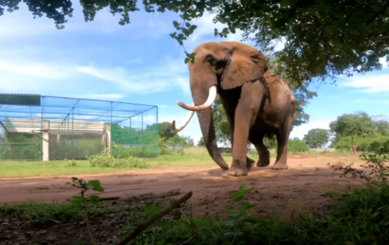 About most famous biggest tusker in Srilankan