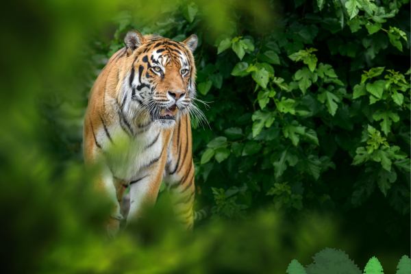 young tiger – By Frédéric Geffroy
