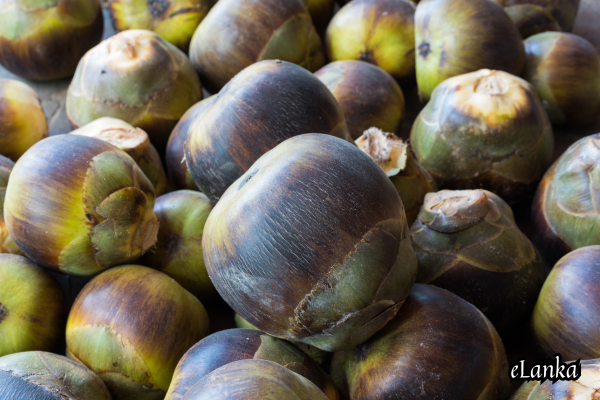 Asian palmyra palm
