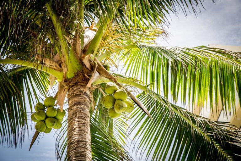 Coconut Cultivation in Sri Lanka-by Kalani-eLanka