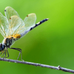 Dragonflies