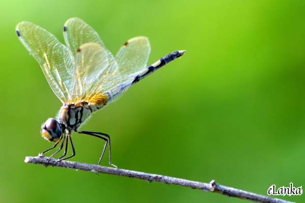 Dragonflies