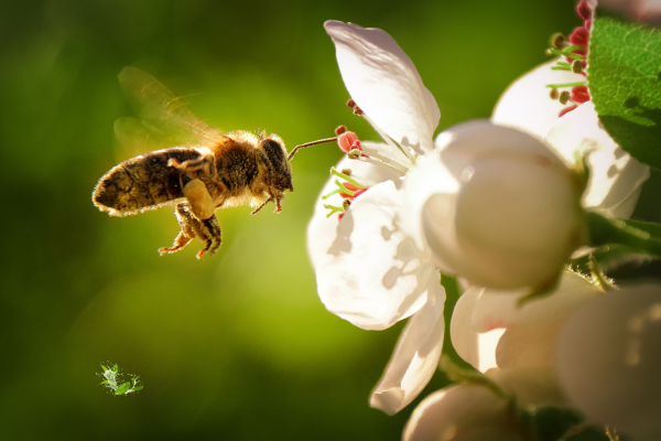 Here are 20 interesting facts about the importance of honey and bees - By Robert B