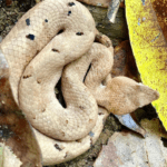 කුණකටුවා