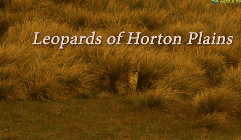 Leopards of Horton Plains | Sri Lanka