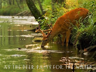 SUNDAY CHOICE - As The Deer Pants For The Water – by Charles Schokman