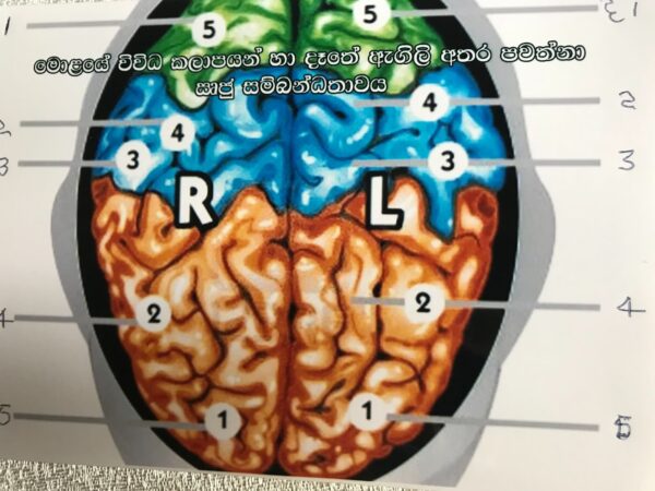 වමතේ ඇගිලි සහ මොලයේ ඍජු සම්බන්ධතාවය.