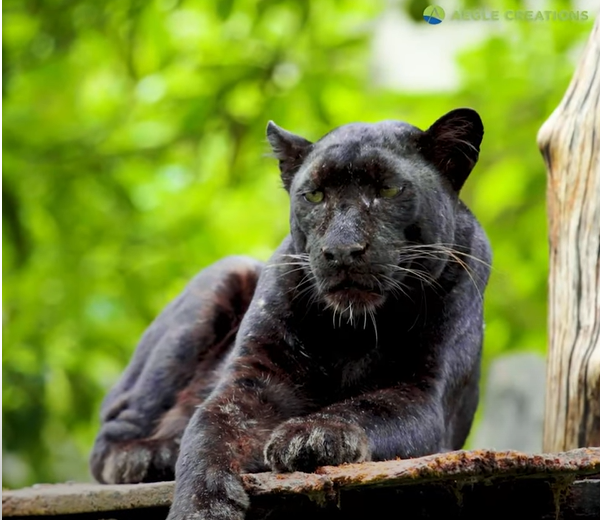 Black Leopards