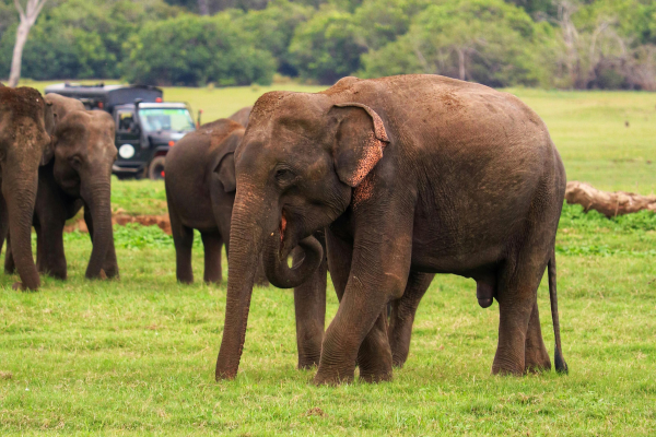 Elephants in Sri Lanka: Conservation and Tourism – By Malsha – eLanka