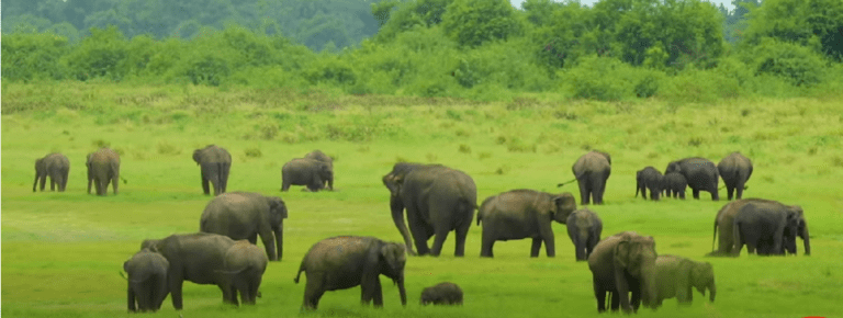 Elephants of Horton Plains | Sri Lanka