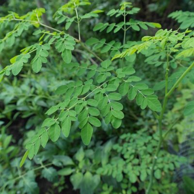 Moringa Tree 01-eLanka