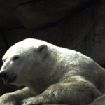 Red Bear of Sri Lanka-eLanka