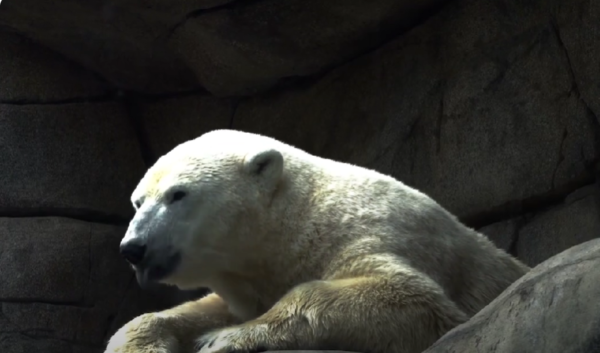 Red Bear of Sri Lanka-eLanka