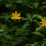 Sinharaja Forest Reserve-eLanka