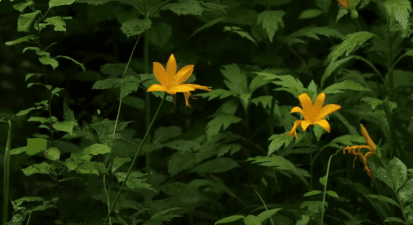 Sinharaja Forest Reserve-eLanka