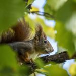 Wildlife-eLanka