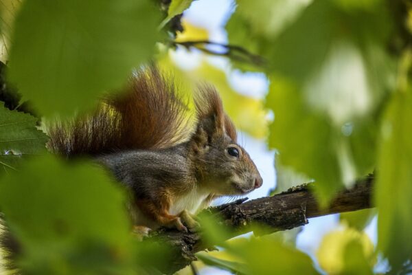 Wildlife-eLanka