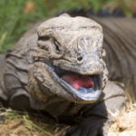 Monitor Lizard