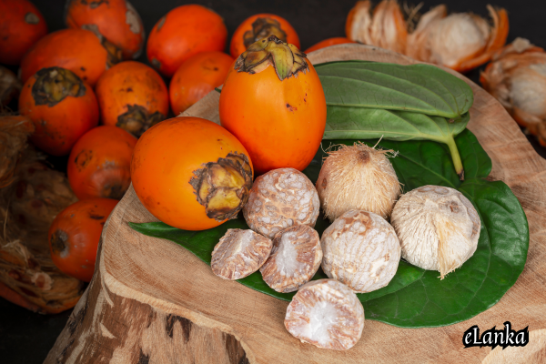 Areca catechu