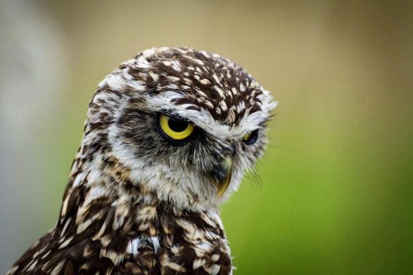 A rare Owl has been spotted in Sri Lanka-eLanka