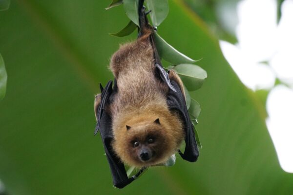 Rare bat species recorded after 60 years Researcher-eLanka
