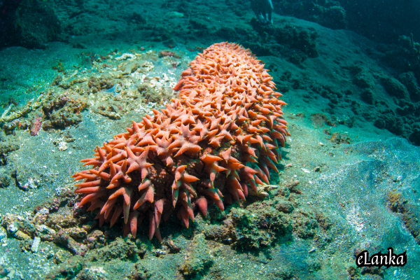 Sea Cucumber