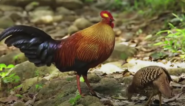 Sri Lankan Junglefowl