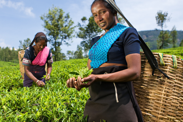 The Art of Tea Plucking by Hand: A Timeless Tradition in Sri Lanka - By Malsha - eLanka