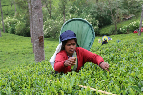 The Art of Tea Plucking by Hand: A Timeless Tradition in Sri Lanka - By Malsha - eLanka