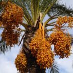 date palm-eLanka 01