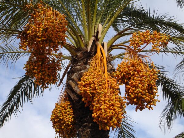 date palm-eLanka 01