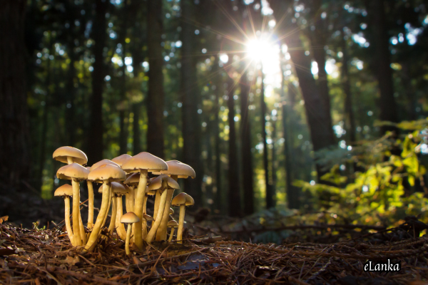 Learn about mushrooms' health benefits, including boosting immunity, heart health, weight loss, and brain function. Add them to your meals today!