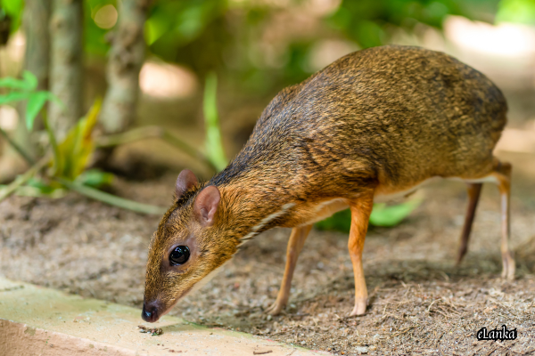 Mouse deer