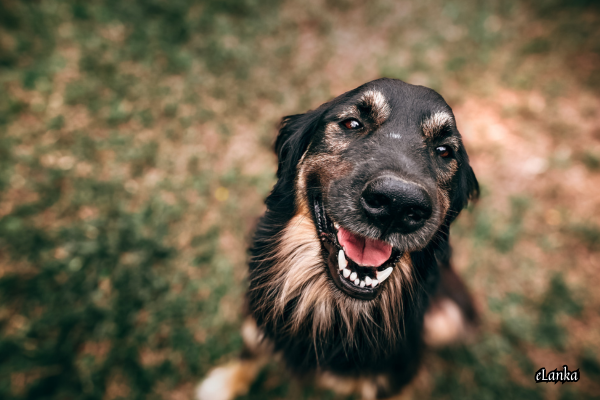 Dog Behavior